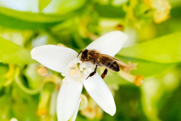 Biene bestäubt Orangenblüte im Frühling — Stockfoto