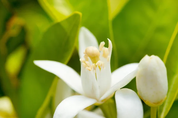 Flor de azahar en primavera en la polinización —  Fotos de Stock