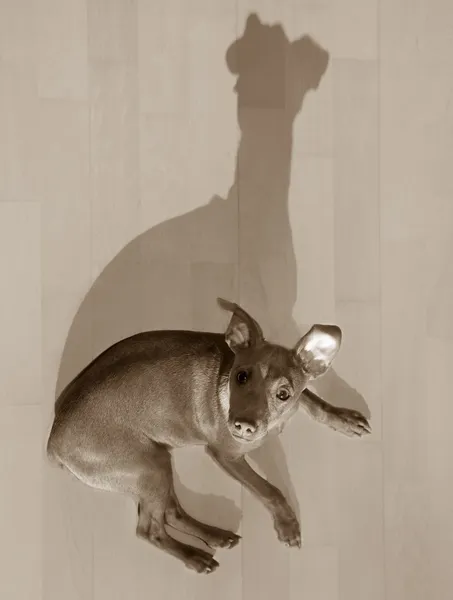 Perro mini pinscher acostado en el suelo de madera con sombra —  Fotos de Stock