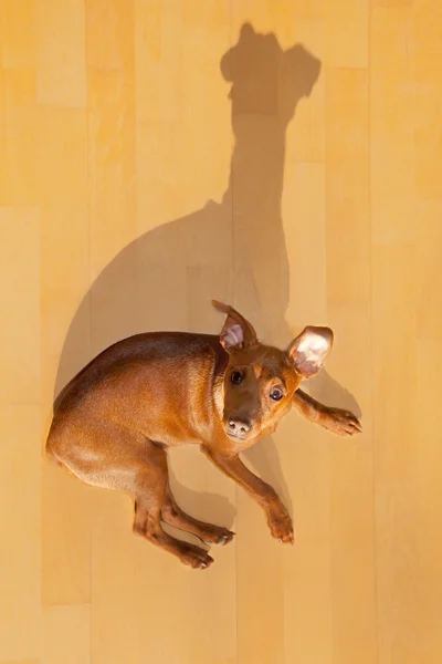 Dog mini pinscher lying on wood floor with shadow