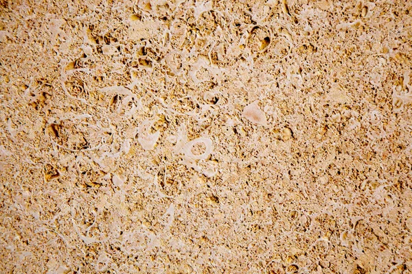 Textura de arenito de calcário com conchas animais — Fotografia de Stock
