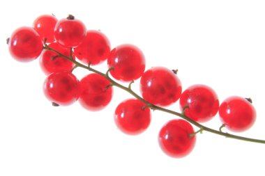 Red currant clipart