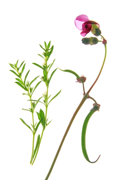 Krzew kwitnienia fasoli — Zdjęcie stockowe