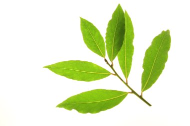 Bay leaves clipart