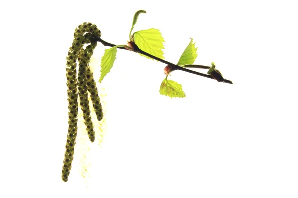 Flowering birch twig — Stock Photo, Image