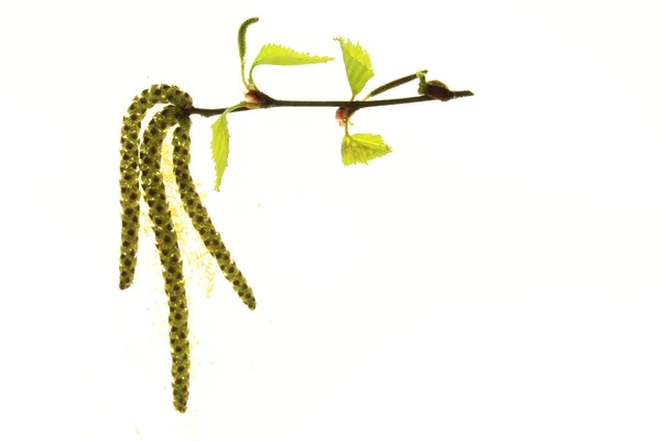 Flowering birch twig — Stock Photo, Image
