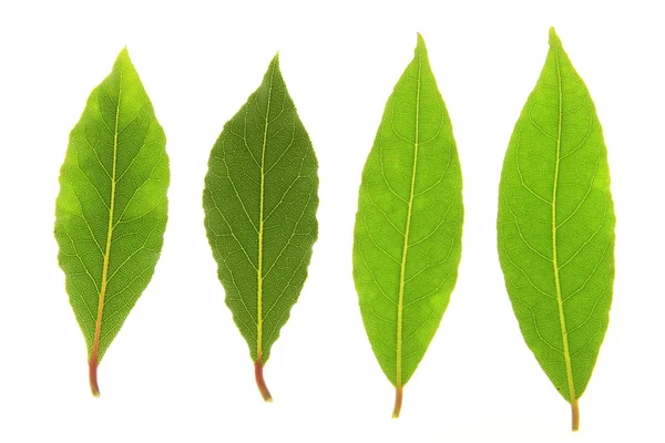 Φύλλα δάφνης — Φωτογραφία Αρχείου