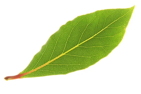 Bay leaf — Stock Photo, Image