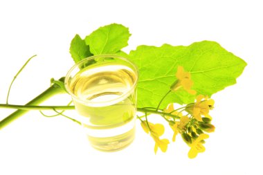 Rapeseed and vegetable oil clipart