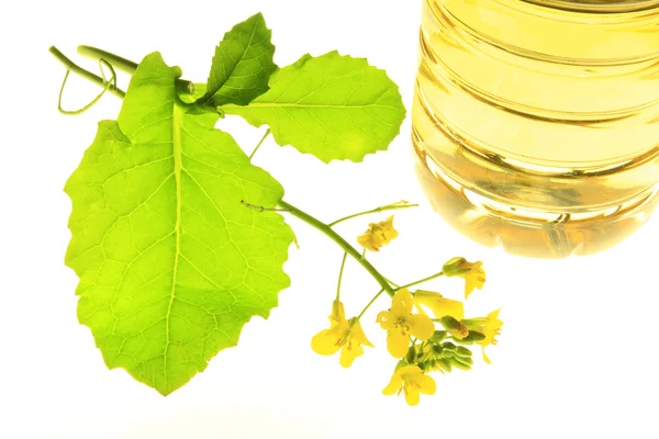 Rapeseed plant and oil — Stock Photo, Image
