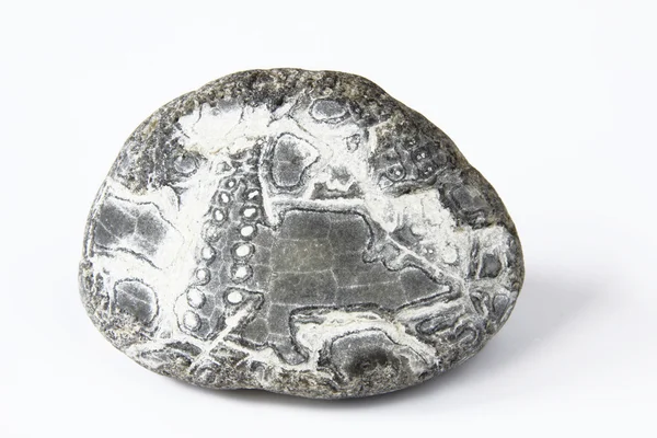 石化したウニ — ストック写真