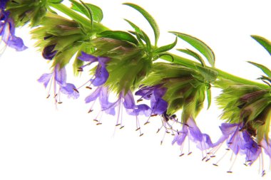 Flowering hyssop clipart
