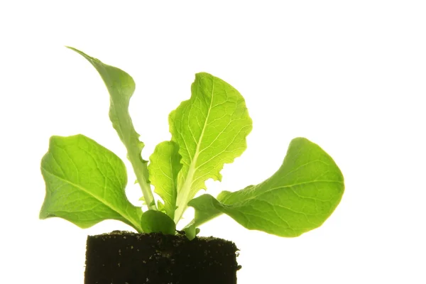 Seedling of lettuce — Stock Photo, Image
