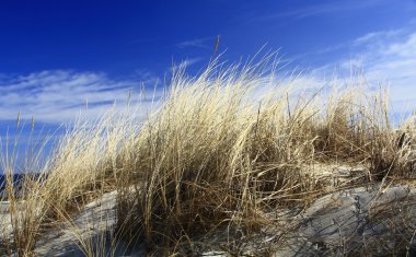 Dune grass clipart