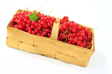 Red currants clipart