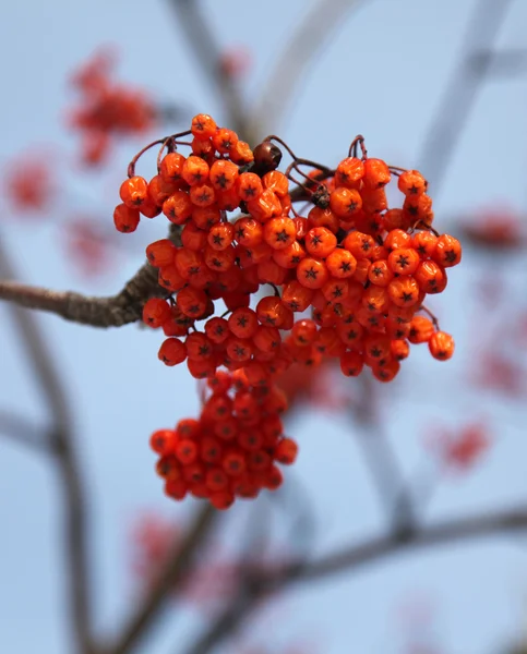 stock image Bunch of rowan