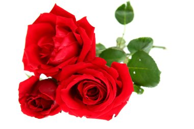 Red roses clipart