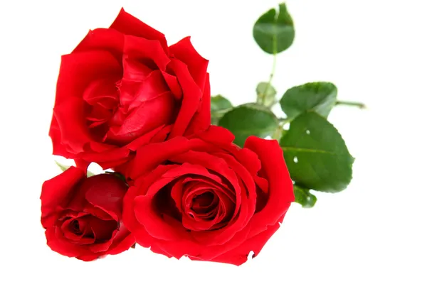 stock image Red roses