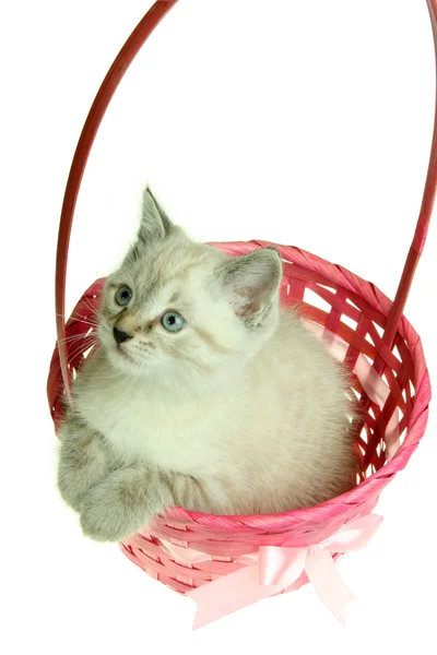 stock image Kitten in a basket