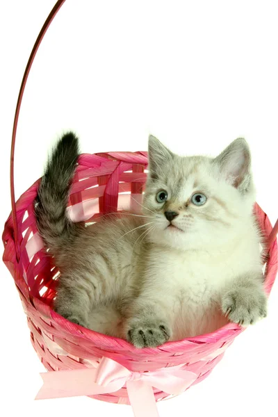 Stock image Kitten in a basket