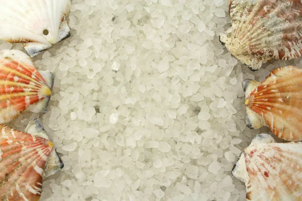 Sal e conchas — Fotografia de Stock