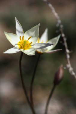 Tulipa kaufmanniana