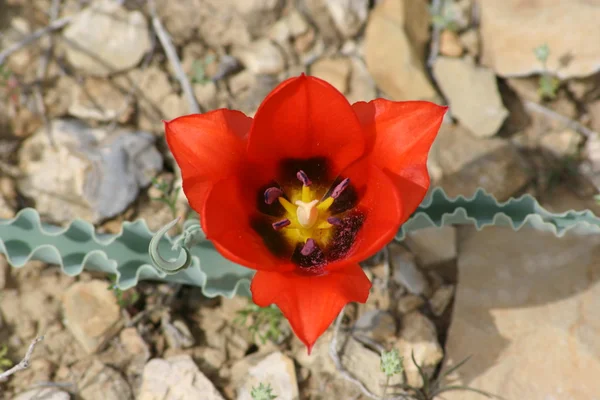 stock image Wild tulip