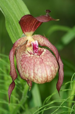 Cypripedium Macranthon Sw. clipart