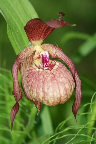 stock image Cypripedium Macranthon Sw.