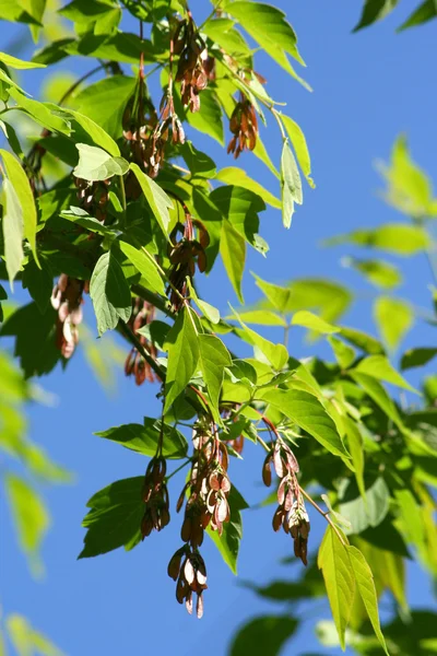 stock image Ash-tree