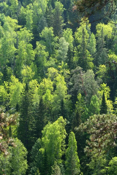 stock image Mixed forest