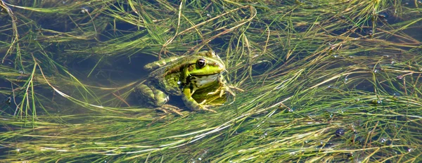 Um sapo verde está numa lagoa. — Fotografia de Stock