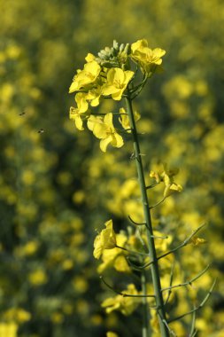 Rape field during flowering. clipart