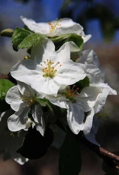 Apple-tree in flower — Stock Photo, Image