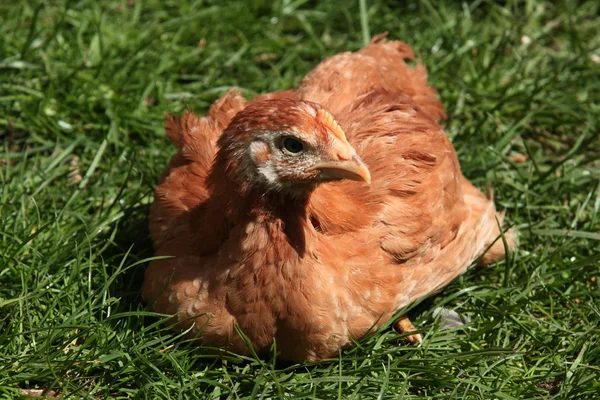 Kip op een groen gras — Stockfoto