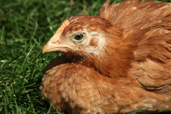 Курица на зеленой траве — стоковое фото