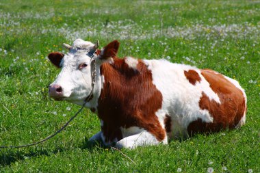 Cow on a pasture clipart