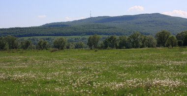 dandelions ve arka planda dağlar çayıra