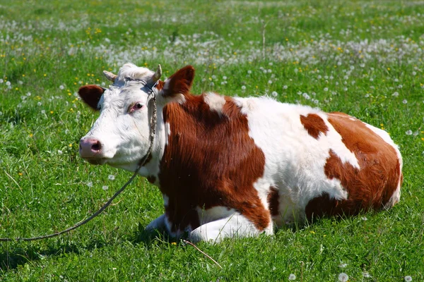 Vaca pe o pășune — Fotografie, imagine de stoc