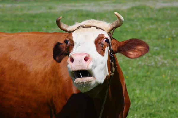 Krowa na łące — Zdjęcie stockowe