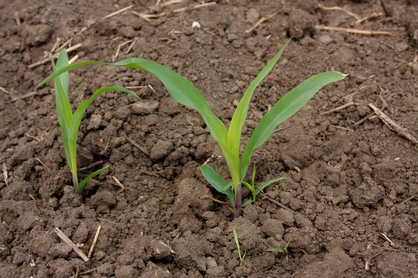 Young corn-stalks — Stock Photo, Image