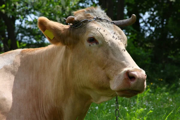 Portrait of cow — Stock Photo, Image