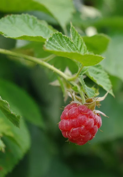 Branch of raspberry — Stock Photo, Image