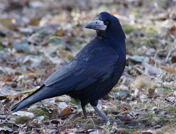 stock image Carrion-crow