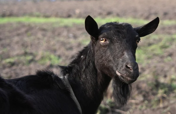 Cabra negra — Fotografia de Stock
