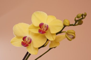 Yellow orchids clipart