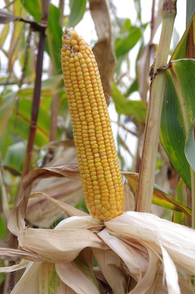 Un maíz está en el campo — Foto de Stock