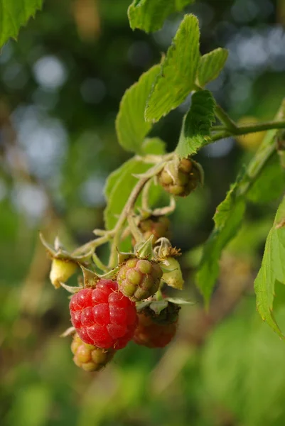 Branch of raspberry with garden-stuffs — Stock Photo, Image