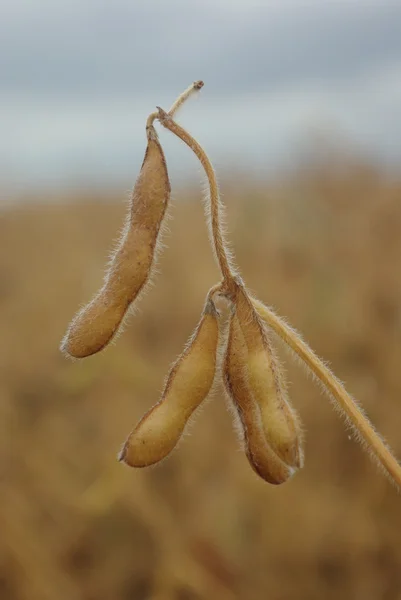 Pods of soy — Stock Photo, Image