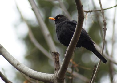 bir ouzel on ağacının dalını oturur